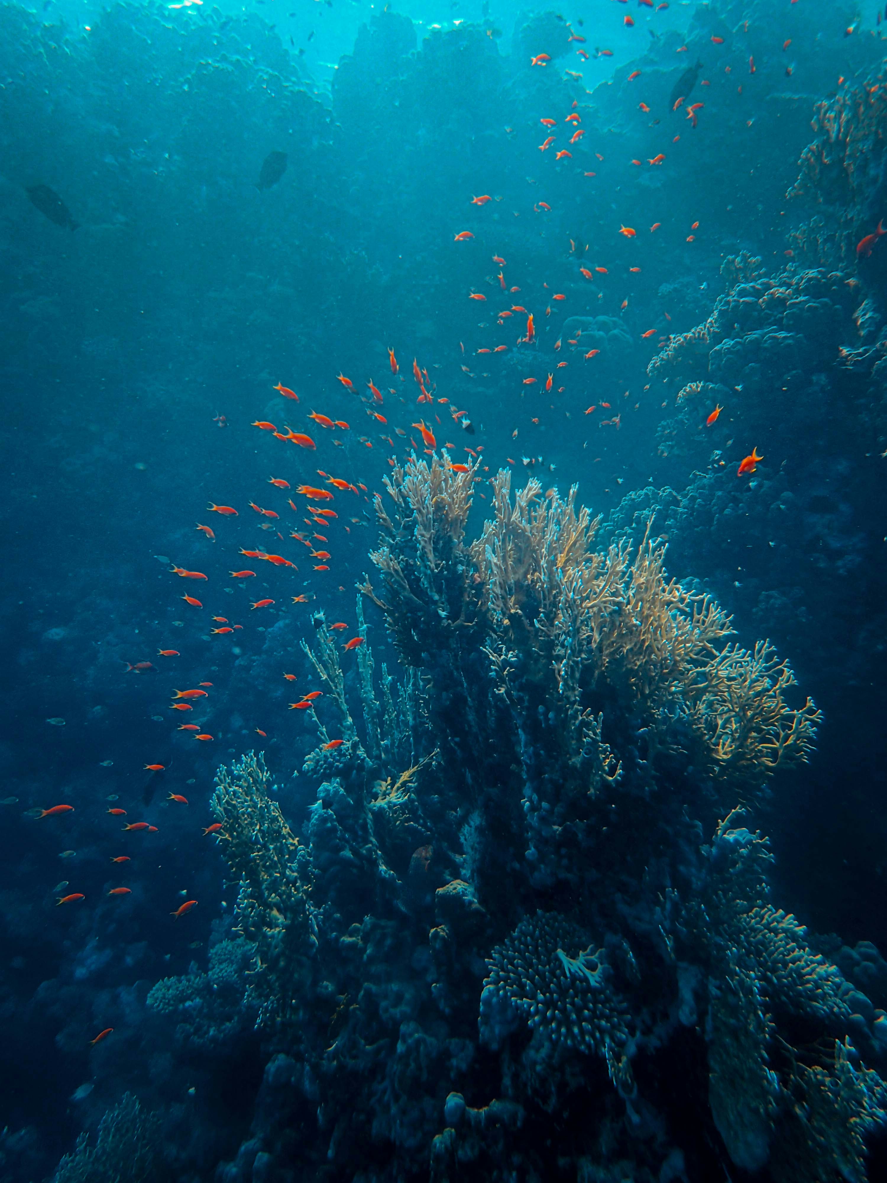 brown coral reef under water